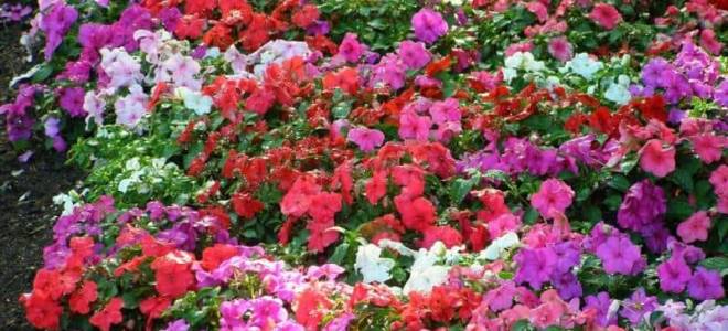 Бальзамин садовый посадка и уход