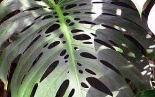 Комнатное растение декоративно лиственное