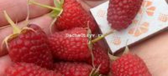 Уход за малиной атлант осенью
