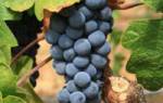 Уход за виноградом изабелла осенью обрезка на зиму