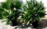 Комнатные пальмы и их названия
