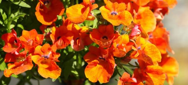 Немезия посадка и уход в открытом грунте