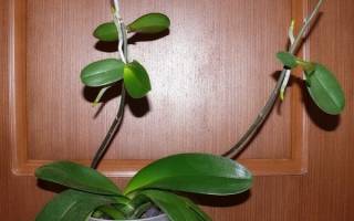Как пересадить детку орхидеи в домашних условиях?