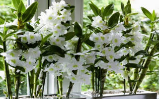 Как поливать орхидею дендробиум в домашних условиях?