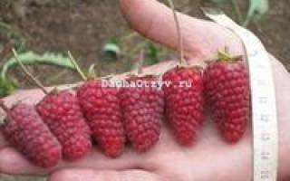 Уход за малиной атлант осенью