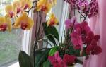 Как садить орхидею в горшок?