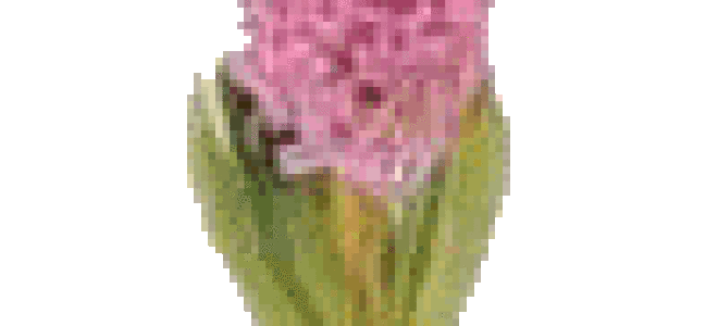 Комнатные цветы каталог луковичные