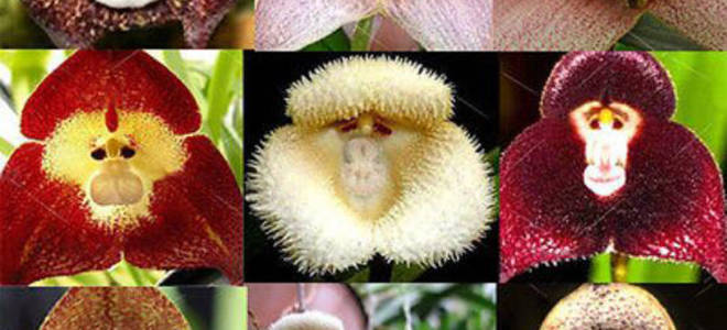 Орхидея дракула уход в домашних условиях