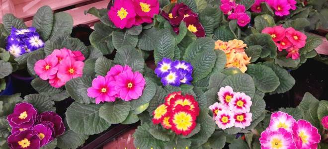 Примулы посадка и уход