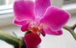 Как выбрать орхидею при покупке?