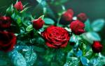 Как ухаживать кустовые розы?