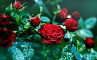 Как ухаживать кустовые розы?