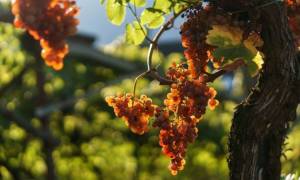 Уход за виноградом осенью обрезка на зиму в первый год