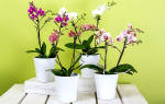 Как правильно ухаживать за орхидеями чтобы они цвели?