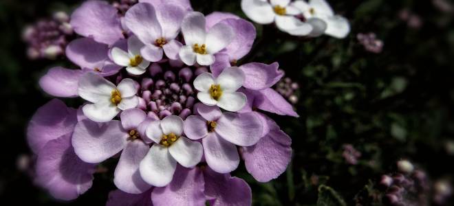 Иберис посадка и уход в открытом грунте осенью