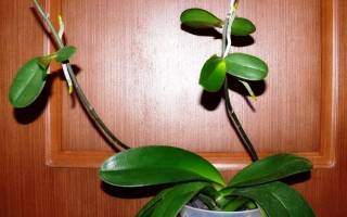 Как отросток орхидеи пересадить?