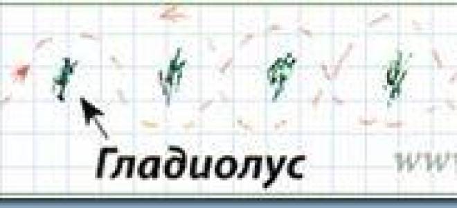 Уход за гладиолусами осенью если они не цвели