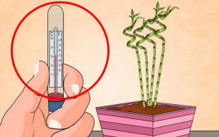 Температура для комнатных растений