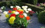 Какие многолетние цветы лучше сажать на кладбище?
