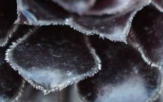 Что такое суккуленты растения?