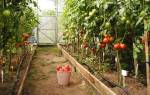 Как поливать помидоры в теплице осенью?