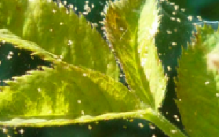 Как вывести паутинного клеща с комнатных цветов народными средствами?