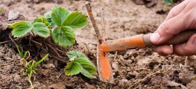 Уход за клубникой осенью в средней полосе