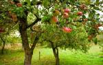Яблоня посадка осенью и уход в открытом грунте