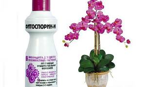 Обработка орхидей фитоспорином