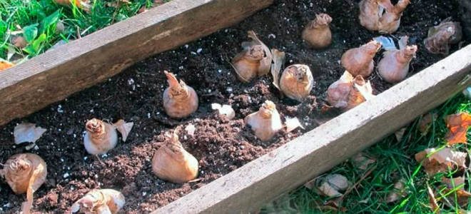 Посадка и уход за нарциссами осенью и весной