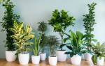 Растения комнатные и не комнатные растения