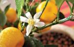 Orange citrina растение как ухаживать