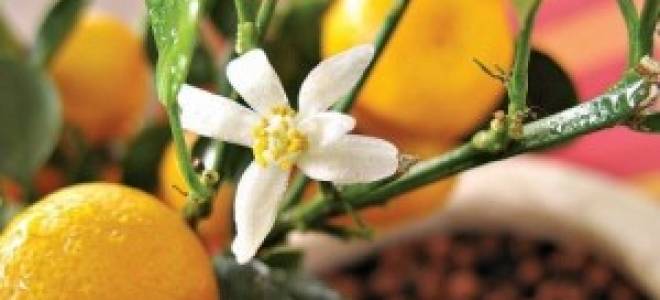 Orange citrina растение как ухаживать