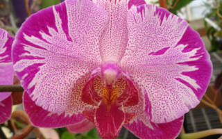 Орхидея описание растения уход размножение болезни