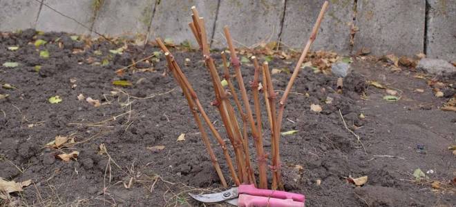 Как посадить виноград осенью дома?