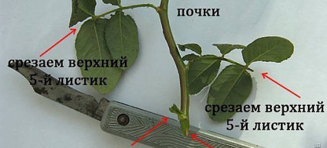 Розы черенками в домашних условиях в картошке