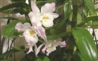 Орхидеи уход дендробиум нобиле