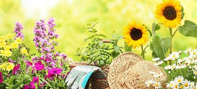 Глюкоза как удобрение для цветов