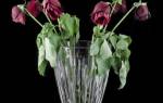Как размножаются розы черенками из букета в домашних условиях?