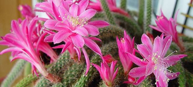 Комнатные цветы название картинки