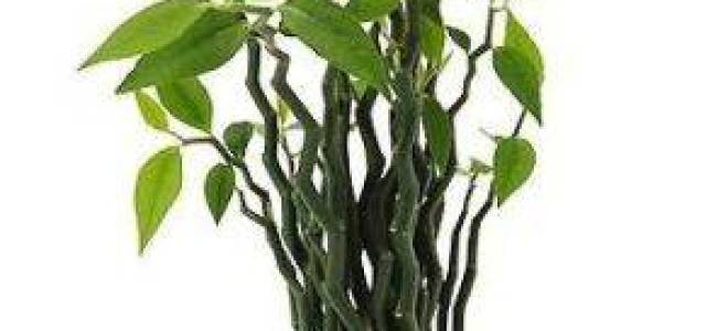 Комнатный цветок педилантус можно ли держать дома