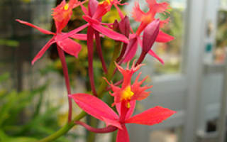 Орхидея эпидендрум уход в домашних условиях