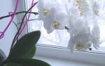 Уход за орхидеями в горшке в домашних условиях полив