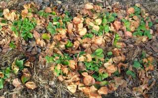 Уход за клубникой осенью подкормки удобрениями