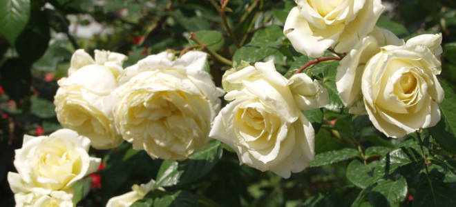 Кустовая роза рамблер уход опоры
