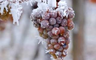 Виноград в сибири для начинающих посадка и уход осенью