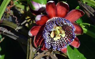 Пассифлора выращивание и уход в домашних условиях