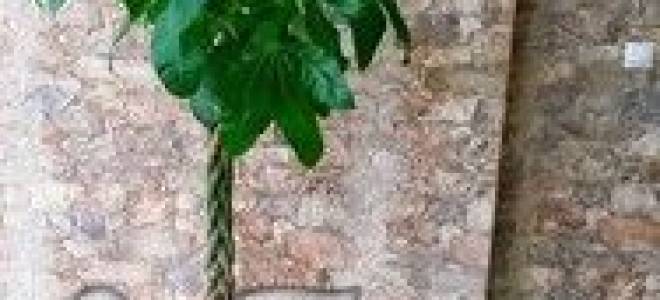 Каштан цветок комнатный уход