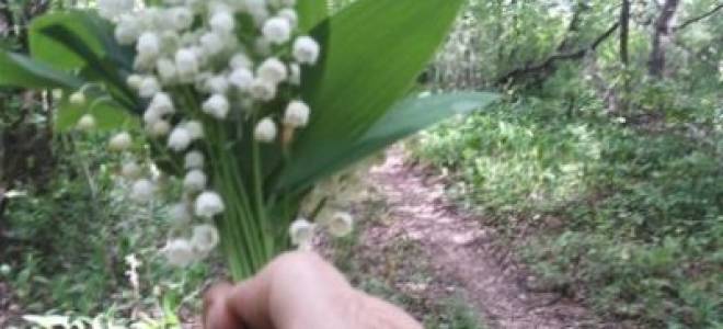 Ландыш посадка и уход в открытом грунте осенью