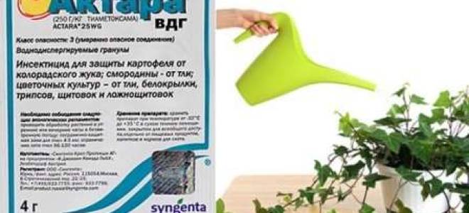 Как развести актару для полива комнатных растений от мучнистого червеца?